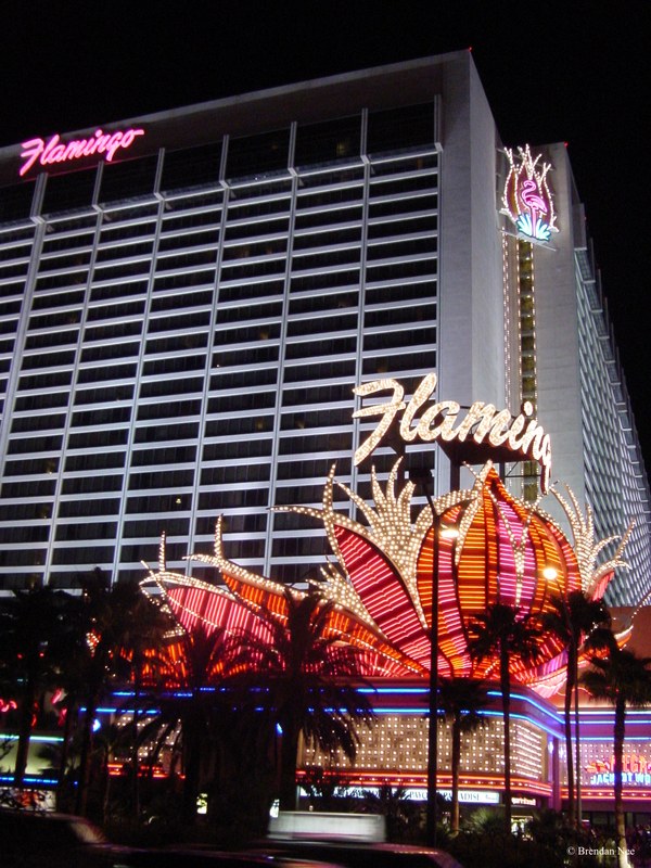 Flamingo